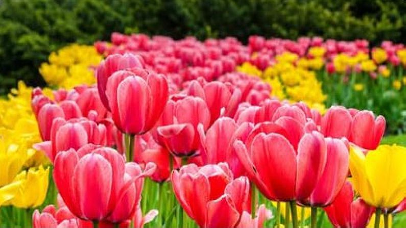 tulipe1